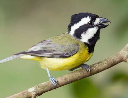 The Crested Shrike Tit