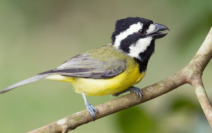 Image courtesy of JJ Harrison